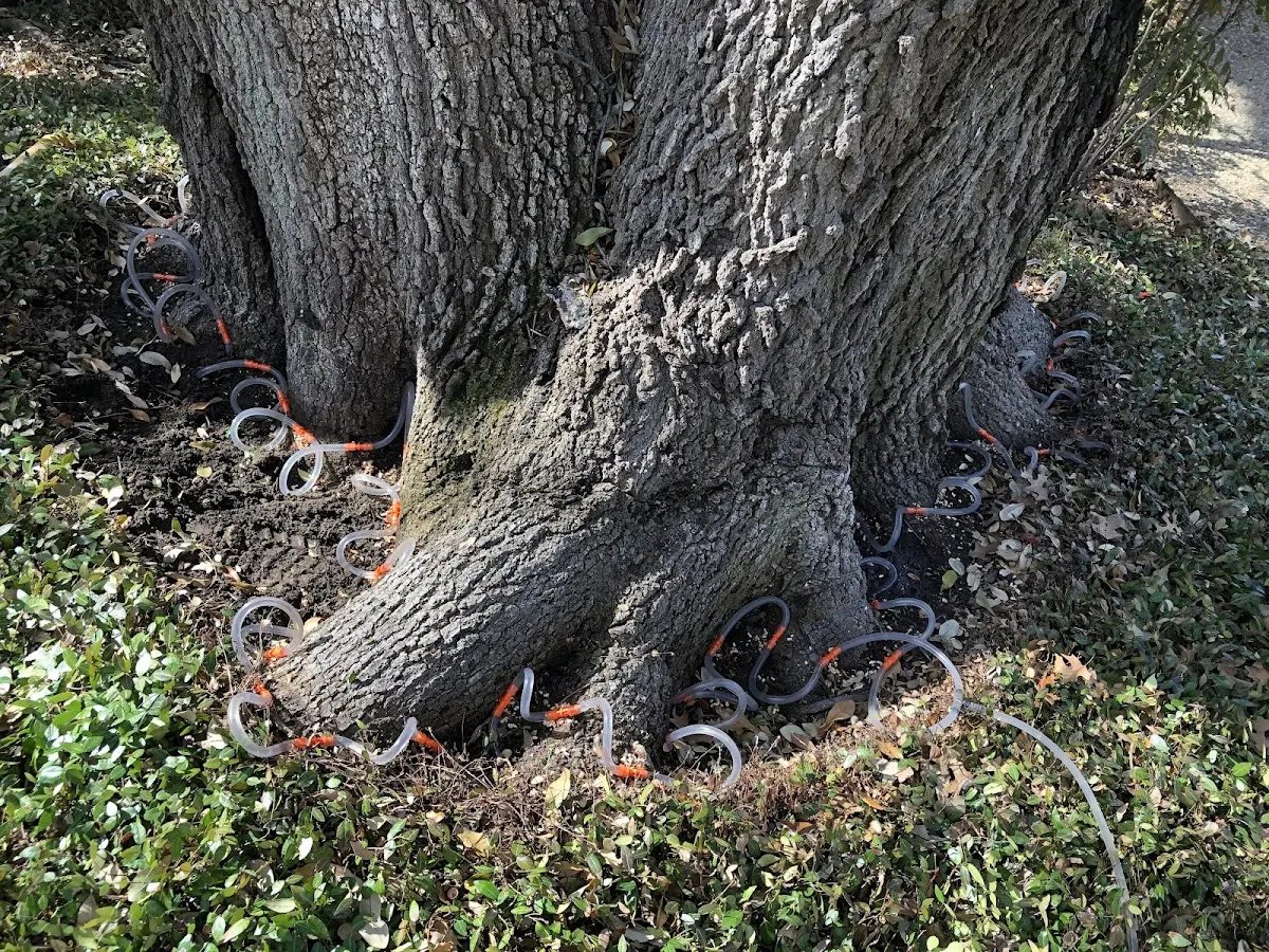 Detailed Tree Cabling and Bracing job site in Kempner