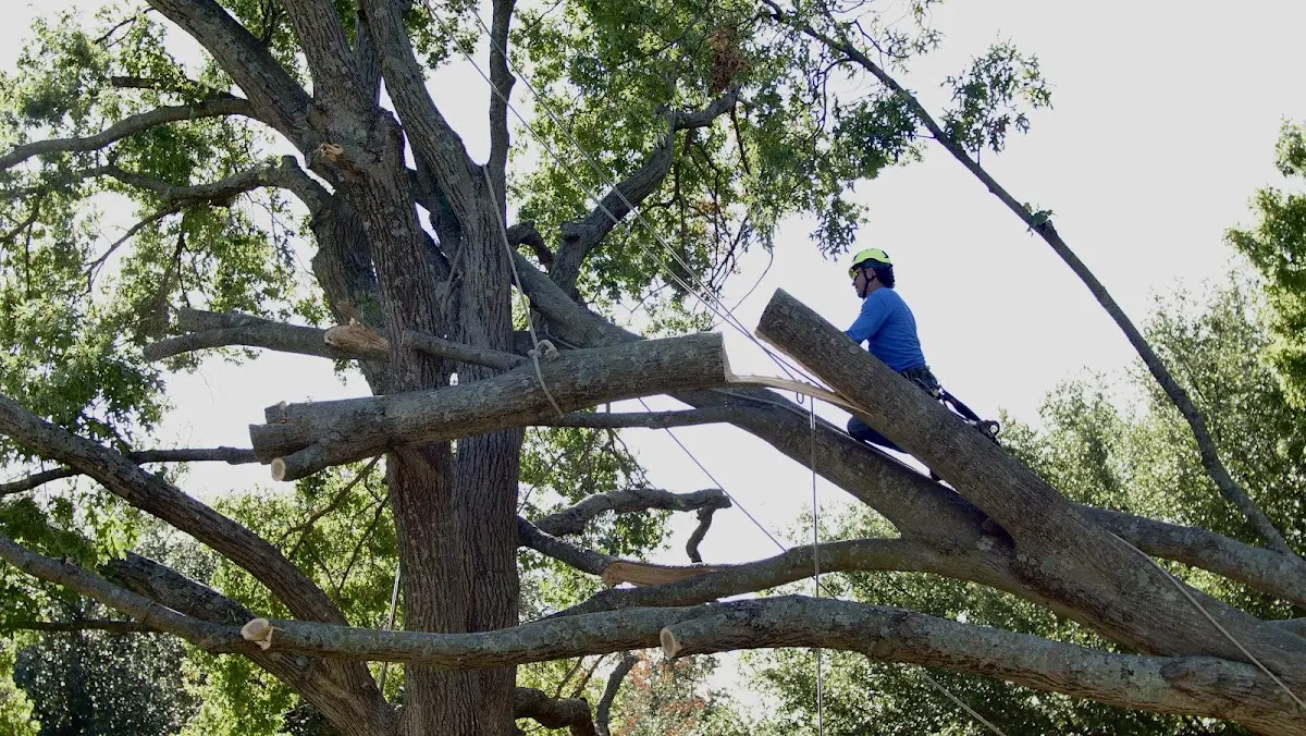 Professional Crown Thinning performed by certified arborists in Kempner